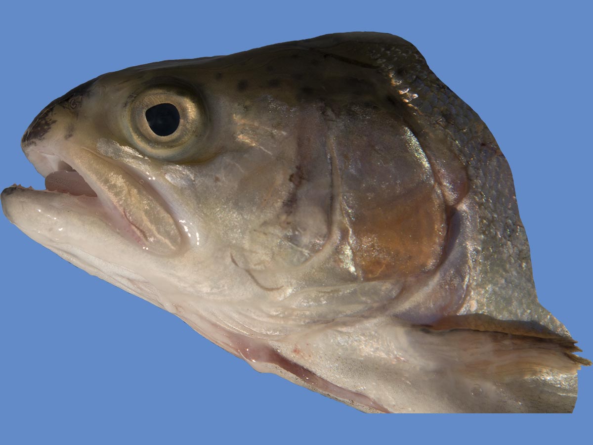 Oncorhynchus mykiss